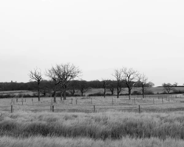 裸の枝のフィールドの黒と白の円特別な自然国 — ストック写真