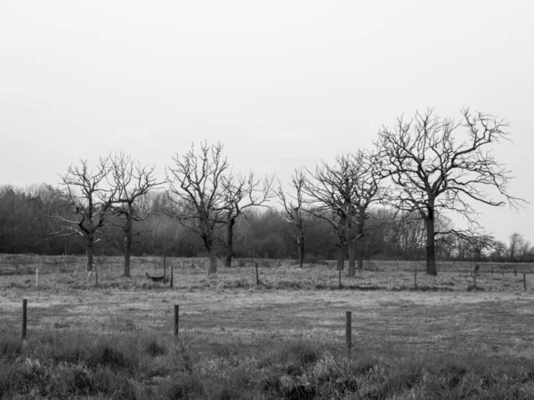 Círculo Blanco Negro Árboles Ramas Desnudas Campo Naturaleza Especial País — Foto de Stock