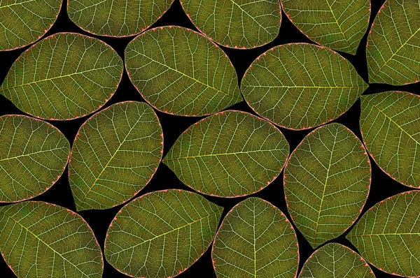 Plant Leaves Transmitted Light — Stock Photo, Image