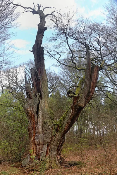 Vapen Hutewald Sababurg — Stockfoto