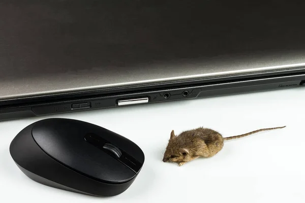 Ноутбук Вхідне Обладнання Миша Білому Тлі — стокове фото