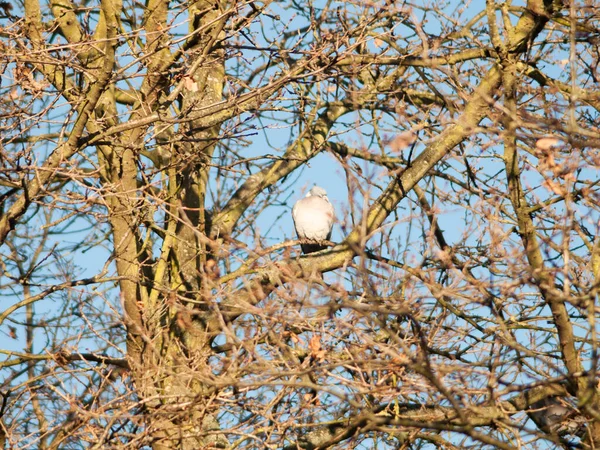 Houtduif Zittend Boom Hoge Takken — Stockfoto