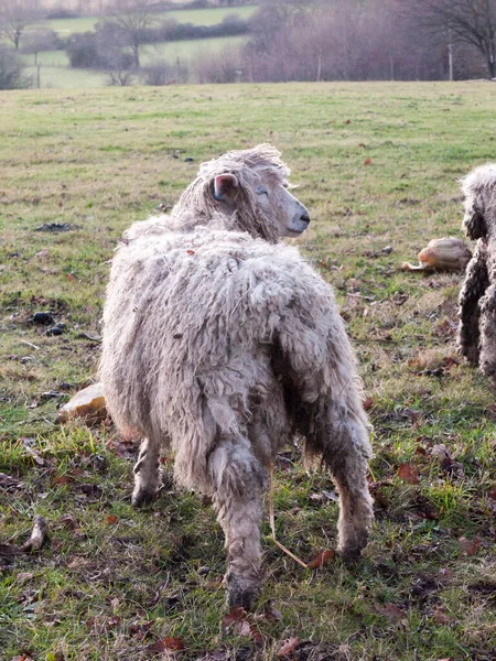 Inglês Fazenda Ovelhas Alimentação Pastagem Outono Frio — Fotografia de Stock