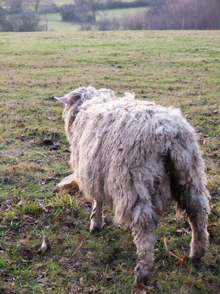 English Farm Sheep Feeding Grazing Autumn Cold — Stock Photo, Image