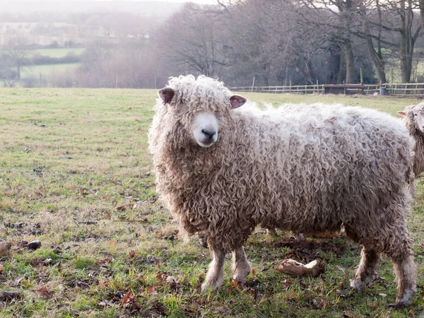 Nederlands Boerderij Schapen Voeden Grazen Herfst Koude — Stockfoto