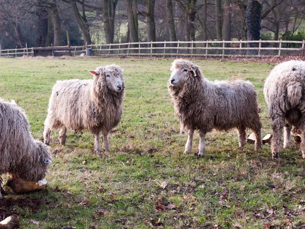 Spanish Farm Sheep Feeding Grazing Autumn Cold —  Fotos de Stock