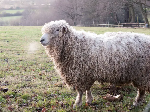 Spanish Farm Sheep Feeding Grazing Autumn Cold — Foto de Stock