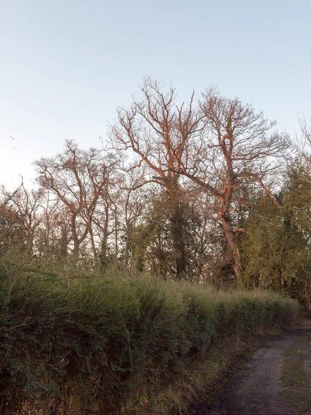 Árvores Nuas Campo Outono Céu Rural Não Pessoas — Fotografia de Stock