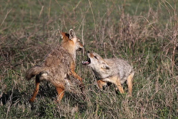 Chacal Selvagem Perigoso Mamífero África Savana Quênia — Fotografia de Stock