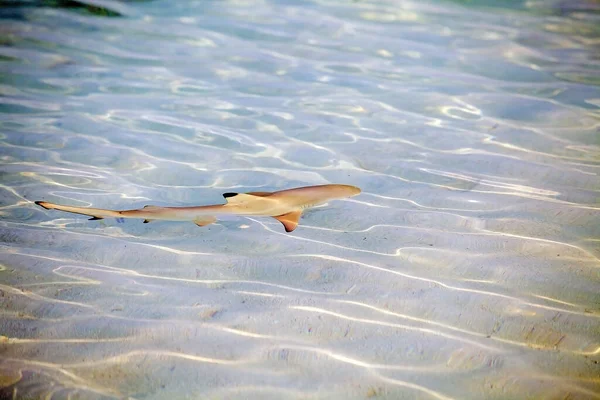 Ung Blacktip Revhaj Carcharhinus Melanopterus Grunt Vatten Laggon Maldiverna Atoll — Stockfoto