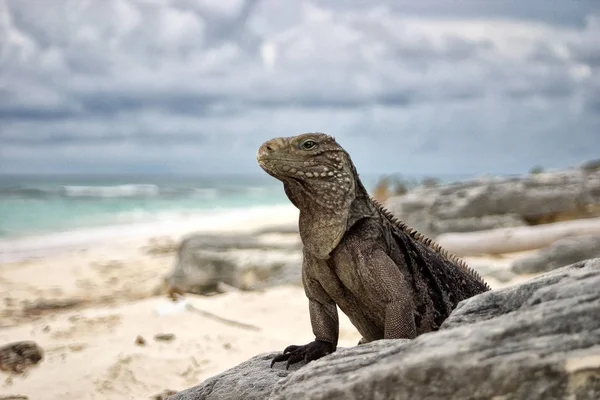 Iguana Silvestre Reptil — Foto de Stock