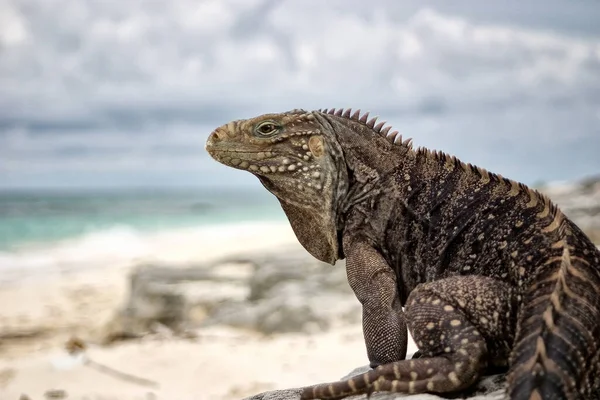 Iguana Silvestre Reptil — Foto de Stock