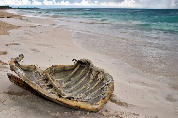 Carpa Una Tortuga Marina Encontrada Playa Cayo Largo Cuba —  Fotos de Stock