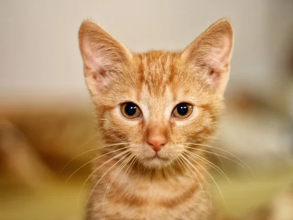 Jeune Chat Air Court Européen Chat Tabby Rouge — Photo