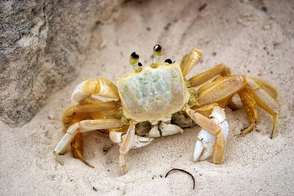 Strandkrabben Paren Cayo Largo Cuba — Stockfoto