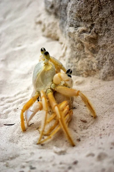 Strandkrabbor Parning Cayo Largo Kuba — Stockfoto