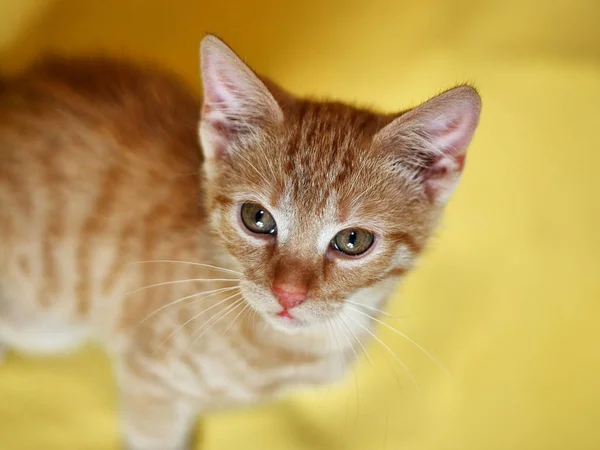 Jeune Chat Air Court Européen Chat Tabby Rouge — Photo