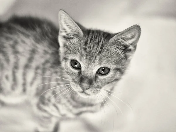 Νεαρή Ευρωπαϊκή Γάτα Shorthair Κόκκινη Γάτα Tabby — Φωτογραφία Αρχείου