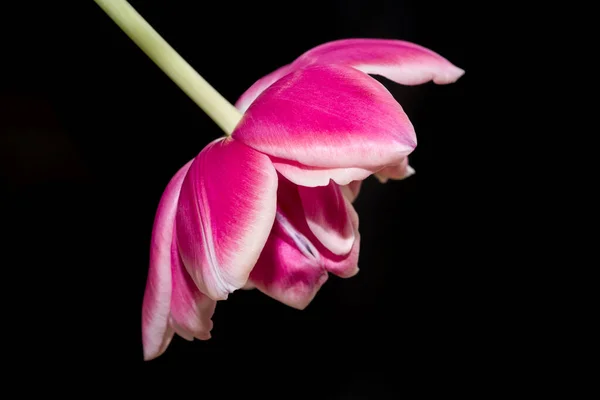 Tulipán Jaře — Stock fotografie