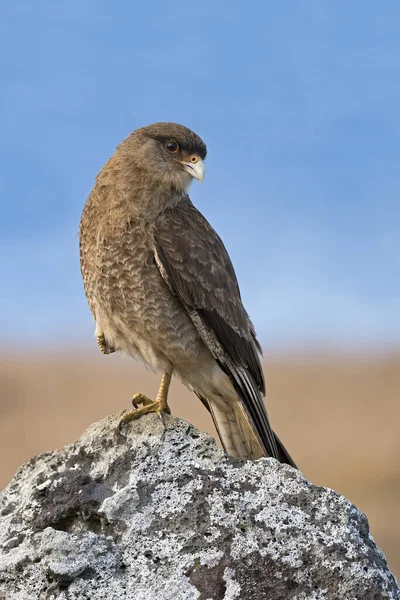 Chimangokarakara Phalcoboenus Chimango Milvago Chimango Repose Sur Rocher Île Pâques — Photo