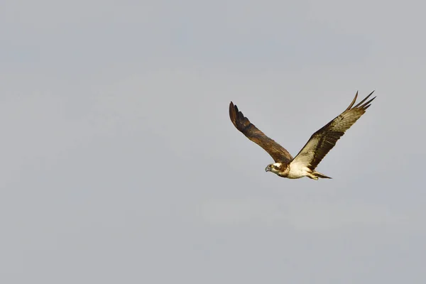 Malebný Pohled Krásného Osprey Ptáka — Stock fotografie