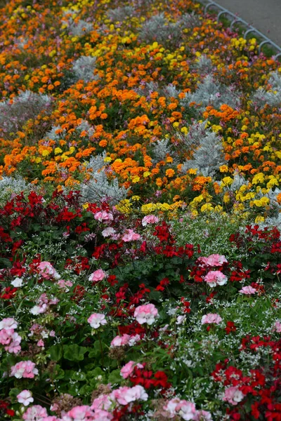 ビート 花の境界 夏の花 観賞植物 公園の花 庭の花 観賞植物 夏の花 — ストック写真