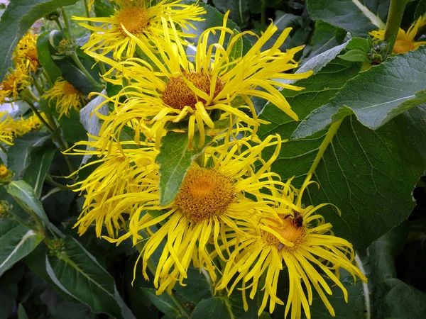 Żółte Płatki Słonecznika Flora — Zdjęcie stockowe