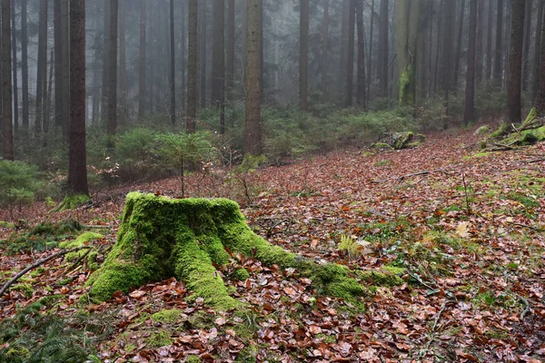 Once Time Tree — Stock Photo, Image