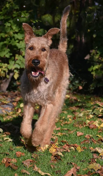 Irish Terrier Dalam Aksi — Stok Foto