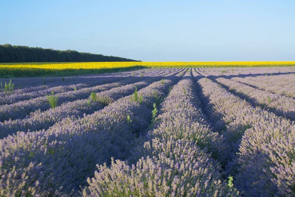 Paisagem Verão Com Lavanda Campos Girassóis Registrada Bulgária — Fotografia de Stock