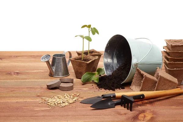 Gardening Tools Bucket Soil Peat Pots Seeds Young Seedlings Wooden — Stock Photo, Image