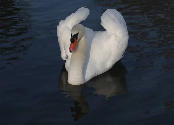 Mute Swan Its Mirror Image — Stock Photo, Image