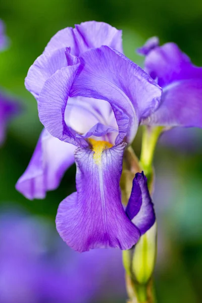 Färgglada Blommor Växer Utomhus — Stockfoto