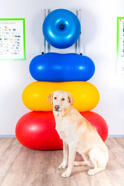 Dog Toy Dogs Floor Room — Stock Photo, Image