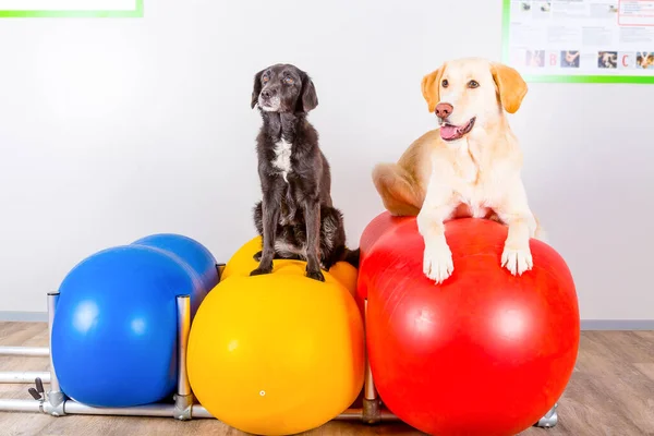 Scenic View Cute Puppy Dog — Stock Photo, Image