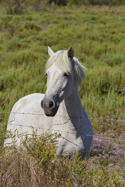 Vit Häst Hästdjur — Stockfoto
