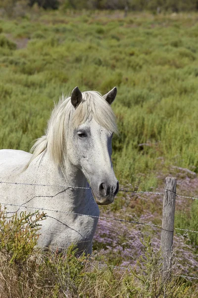 Vit Häst Hästdjur — Stockfoto