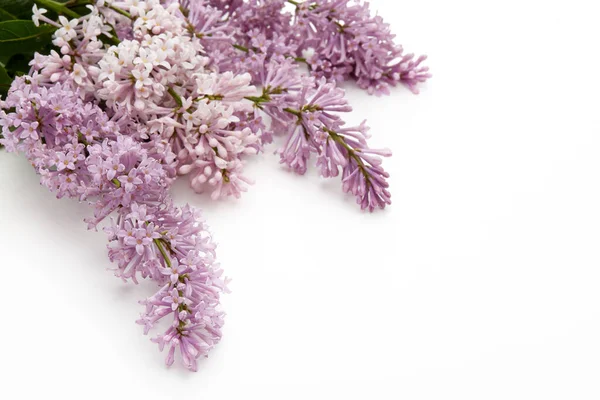 Bouquet Fleurs Lilas Aux Feuilles Vertes Sur Fond Blanc Avec — Photo