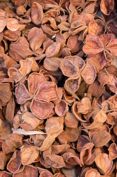 Dried Opened Land Lotus Pods Pile Box Dry Floristic Decoration — Stock Photo, Image