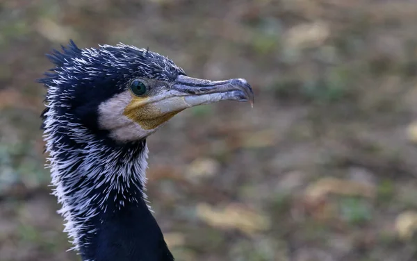 Schilderachtig Uitzicht Prachtige Aalscholver Vogel Natuur — Stockfoto