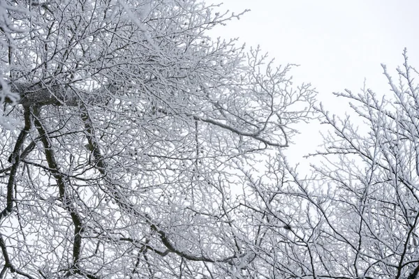 Frostigt Kallt Vinterlandskap Med Rimfrost Och Dimma — Stockfoto