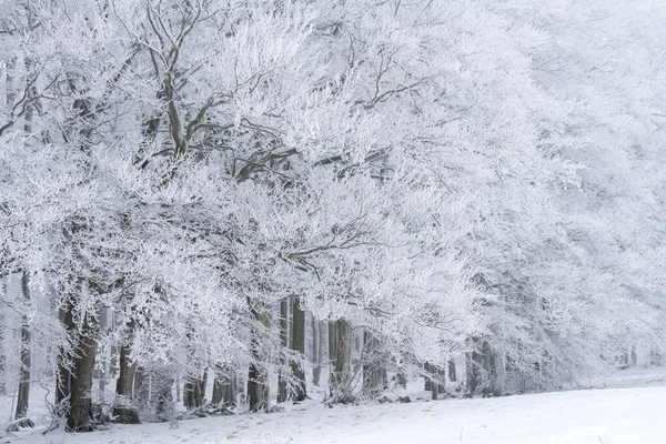 霜と霧に覆われた寒い冬の風景 — ストック写真