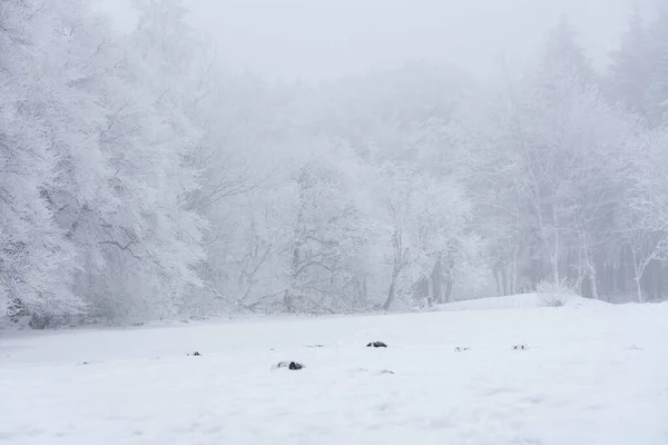 Холодный Зимний Пейзаж Инеем Туманом — стоковое фото