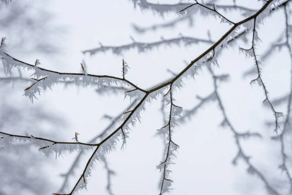 Gelido Paesaggio Invernale Freddo Con Brina Nebbia — Foto Stock