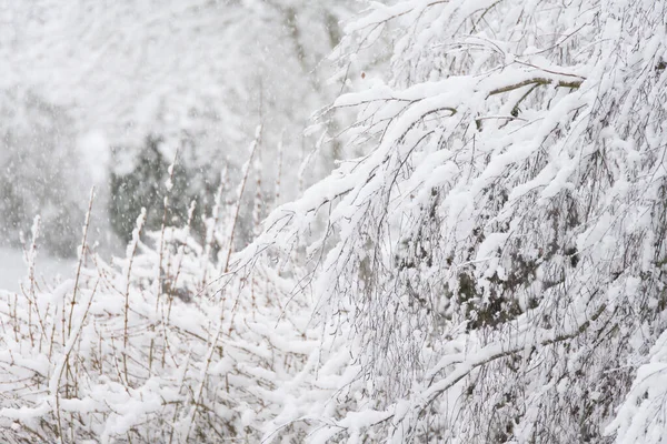 雪の積もった木々の前で — ストック写真
