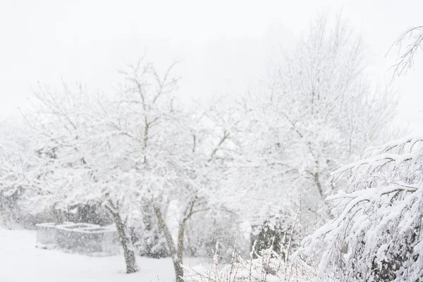 Copos Nieve Frente Árboles Nevados Listos —  Fotos de Stock