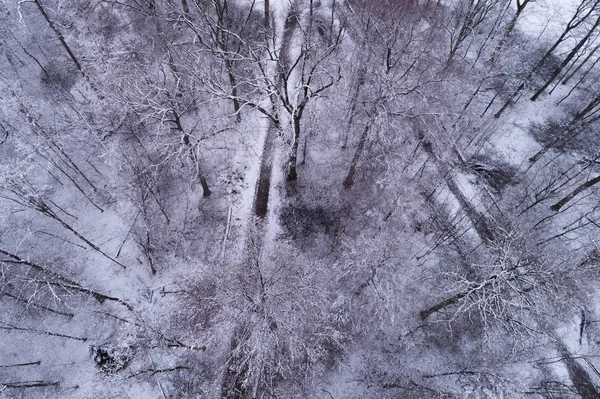 鳥の目線で見た冬の風景 — ストック写真