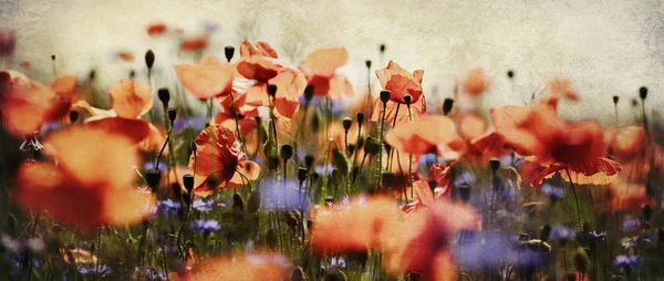Poppy Cornflowers Summer Meadow Panoramic Format Old Paper Texture Added — 스톡 사진