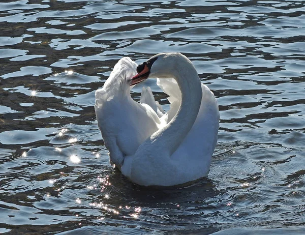 Prevenire Cigno Muto Contro Luce — Foto Stock