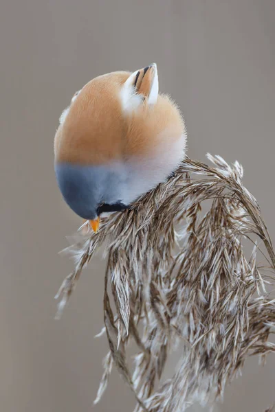 Vue Panoramique Sur Magnifique Oiseau Souris Espagnole — Photo